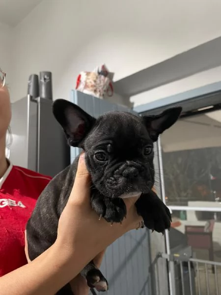 Bellissimi cuccioli di bulldog francese  | Foto 8