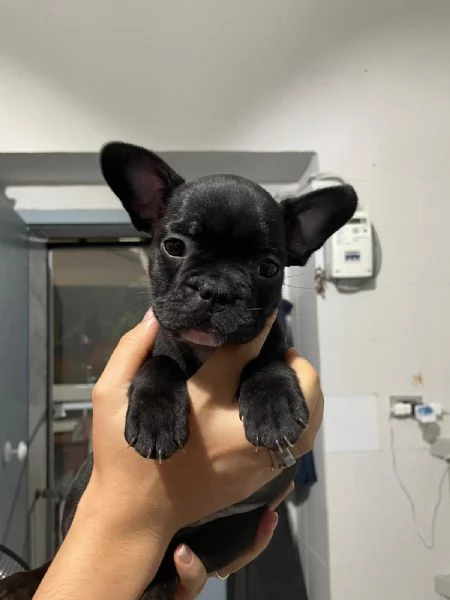 Bellissimi cuccioli di bulldog francese  | Foto 7