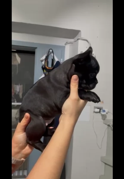 Bellissimi cuccioli di bulldog francese  | Foto 5