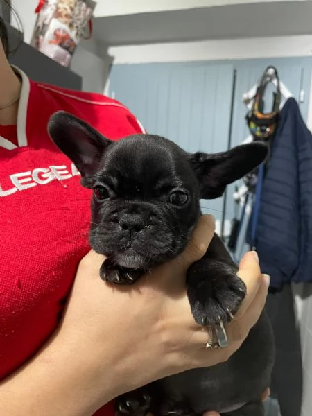 Bellissimi cuccioli di bulldog francese  | Foto 4