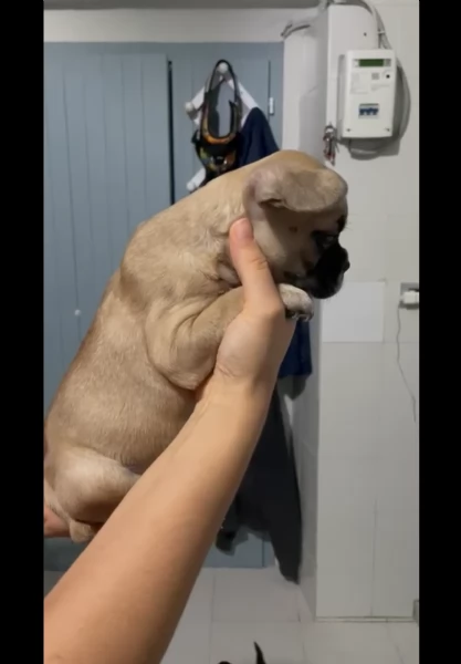 Bellissimi cuccioli di bulldog francese  | Foto 2