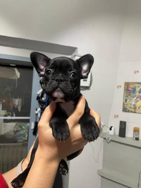 Bellissimi cuccioli di bulldog francese  | Foto 1