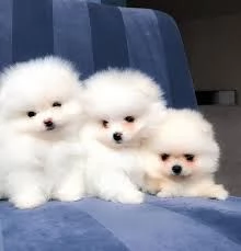 Volpino pomeranian | Foto 2