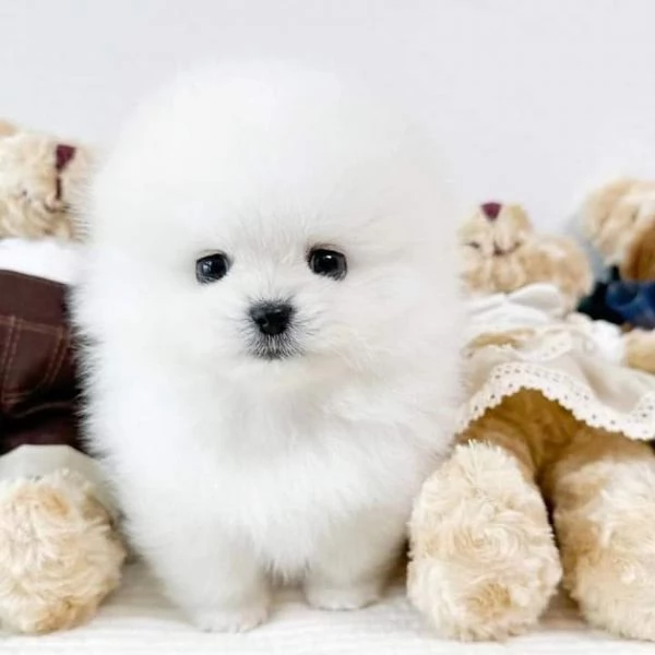 Volpino pomeranian | Foto 1