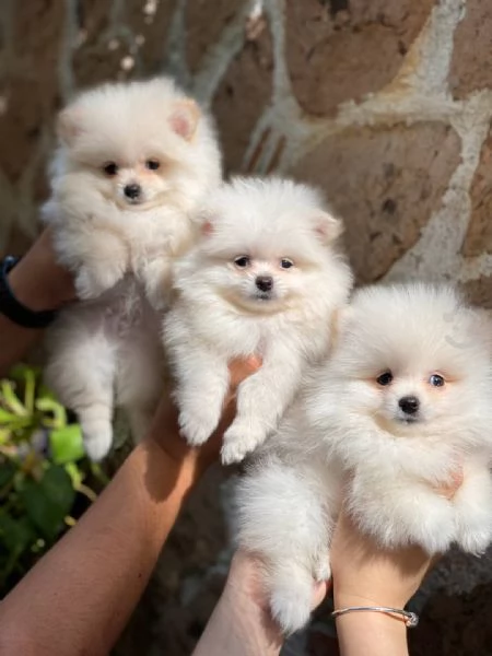 Volpino pomeranian | Foto 0