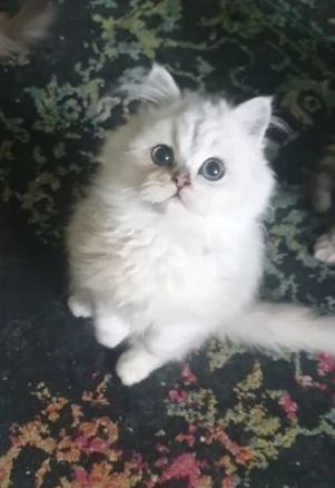 Splendidi gattini persiani