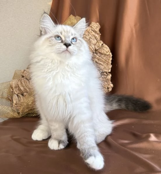 Gattino ipoallergenico Siberiano Neva Masquerade  | Foto 1