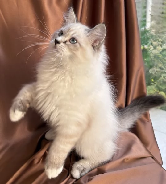 Gattino ipoallergenico Siberiano Neva Masquerade  | Foto 0