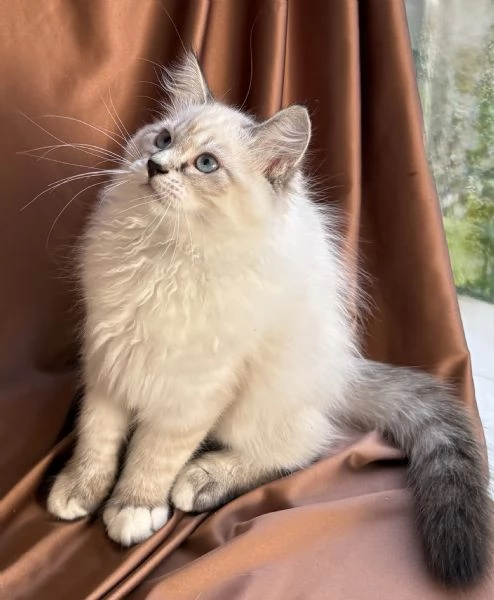 Gattino ipoallergenico Siberiano Neva Masquerade 