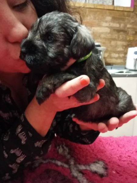 Cuccioli di Zwergschnauzer pepe e sale