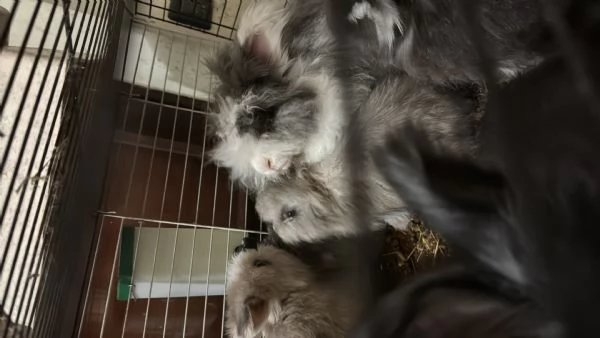 Conigli angora inglesi  | Foto 5