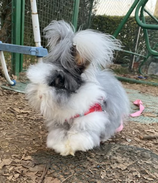 Conigli angora inglesi 