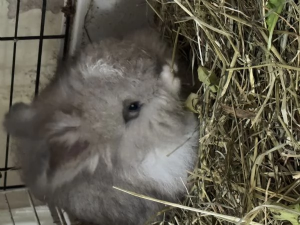 Conigli angora inglesi  | Foto 2