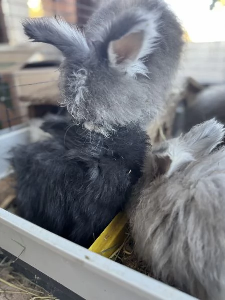 Conigli angora inglesi  | Foto 1
