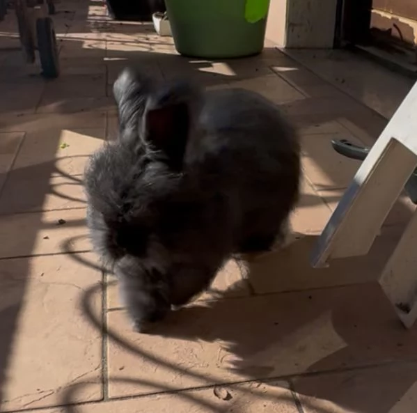 Conigli angora inglesi  | Foto 0