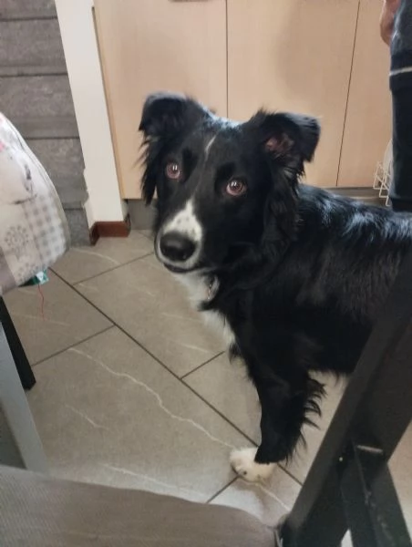 Meticcio simil border collie  | Foto 4