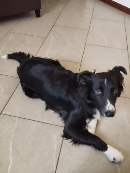 Meticcio simil border collie  | Foto 3