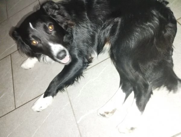 Meticcio simil border collie  | Foto 1