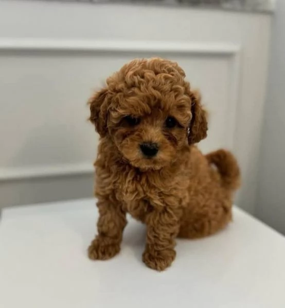 Cuccioli Barboncino toy