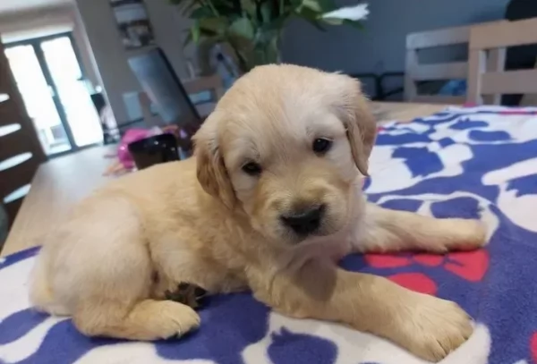 Bellissimi cuccioli di Golden Retriever