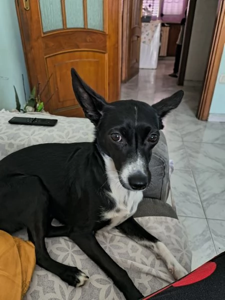 Adozione o regalo cucciolo 