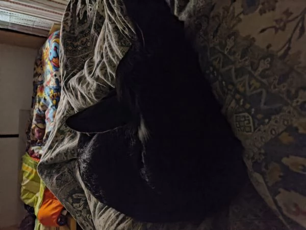 Adozione o regalo cucciolo  | Foto 3