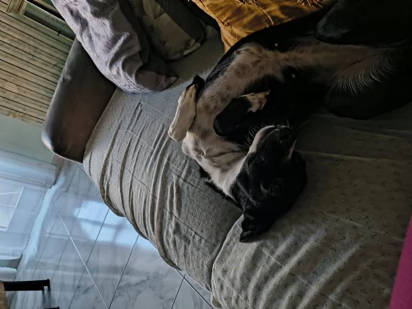 Adozione o regalo cucciolo  | Foto 1