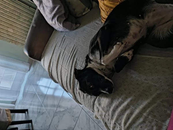 Adozione o regalo cucciolo  | Foto 0