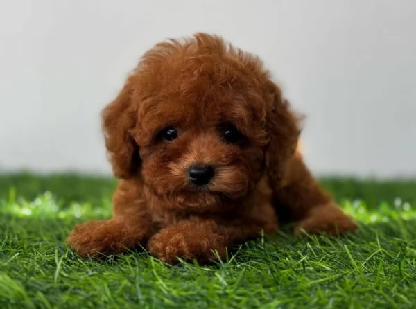 Barboncino toy cuccioli