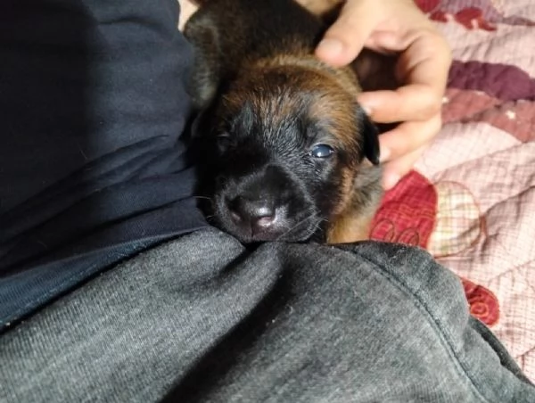 Cuccioli pastore belga malinois con pedigree ENCI