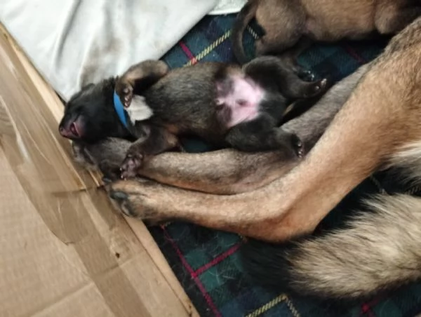 Cuccioli pastore belga malinois con pedigree ENCI | Foto 4