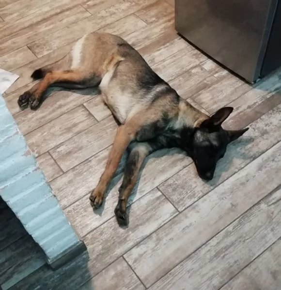 Cuccioli pastore belga malinois con pedigree ENCI | Foto 1