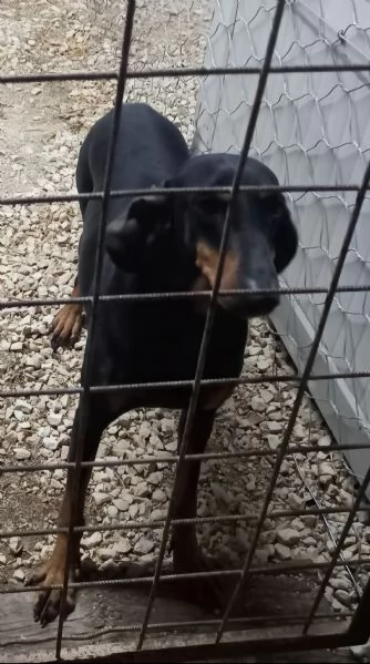 Segugio da lepre  | Foto 2