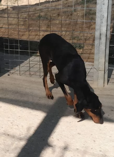 Segugio da lepre  | Foto 1