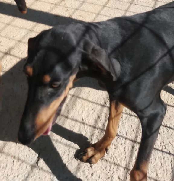 Segugio da lepre  | Foto 0