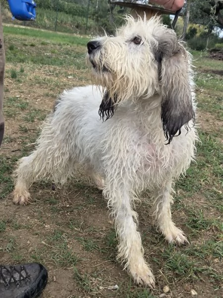 Cucciolona di Vandeano avviata a cinghiale  | Foto 0