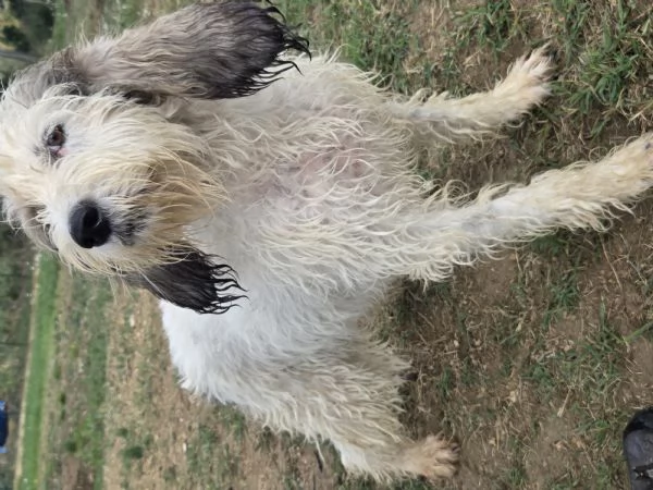 Cucciolona di Vandeano avviata a cinghiale 