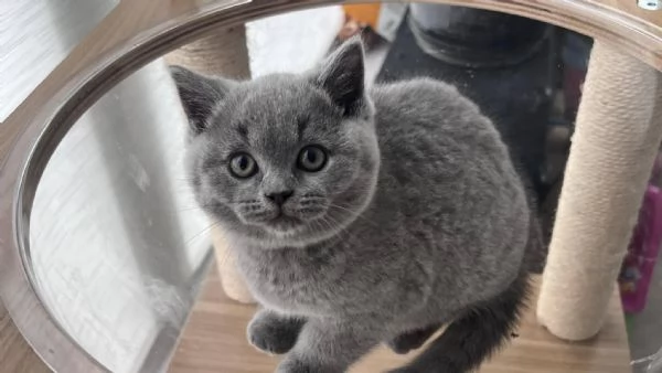 Gattini British Shorthair dolcissimi | Foto 0