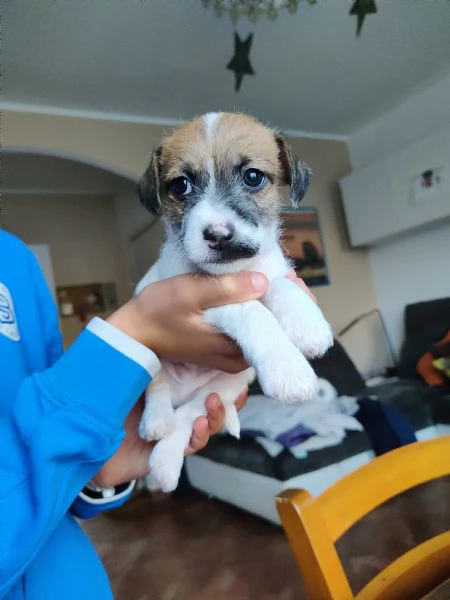 Cuccioli jack russell 
