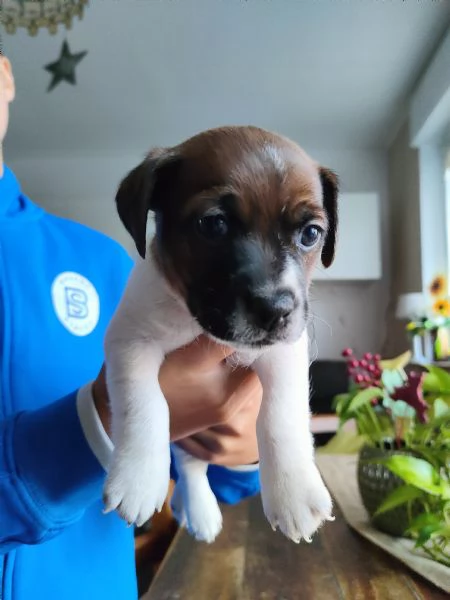 Cuccioli jack russell  | Foto 1