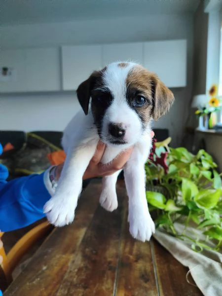 Cuccioli jack russell  | Foto 0