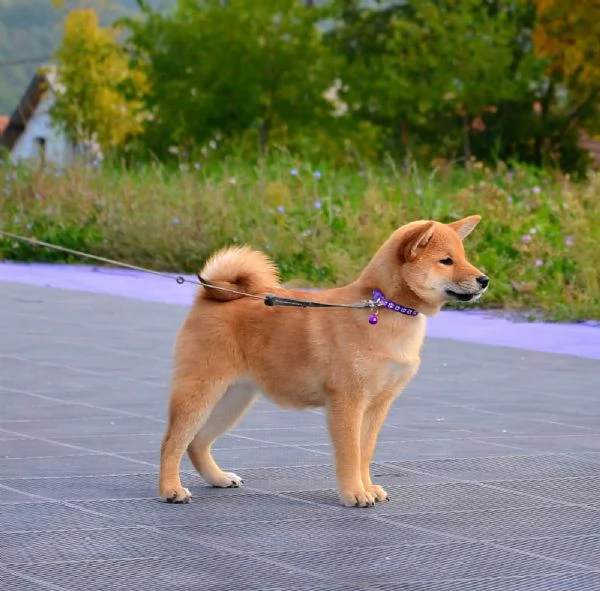 Cuccioli di Shiba Inu