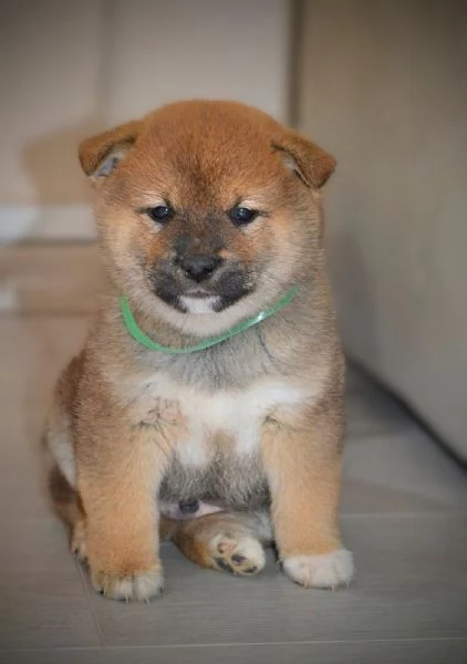 Cuccioli di Shiba Inu | Foto 5