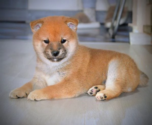 Cuccioli di Shiba Inu | Foto 4