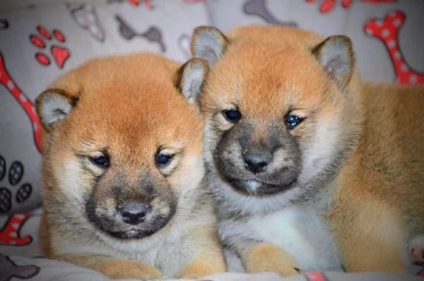 Cuccioli di Shiba Inu | Foto 3