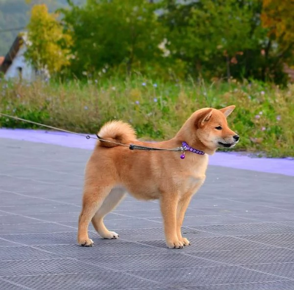 Cuccioli di Shiba Inu | Foto 6