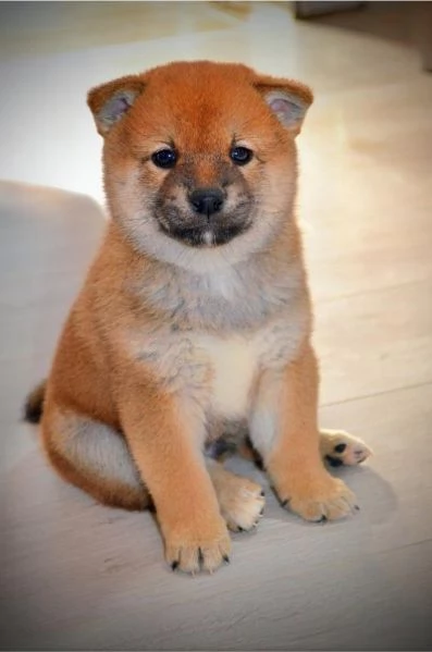 Cuccioli di Shiba Inu | Foto 5
