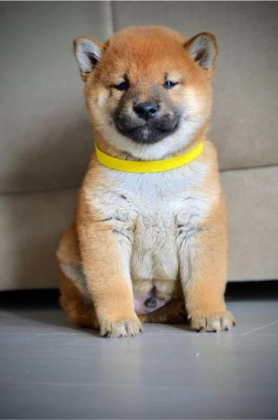 Cuccioli di Shiba Inu