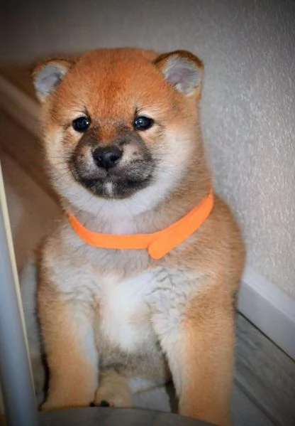 Cuccioli di Shiba Inu | Foto 0