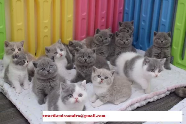  Cucciolo di British Shorthair! di alta genealogia